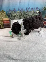AKC DAISY 🌼, a female Portuguese Water Dog for sale in Franklin, TN – Photo 8 of 10