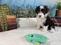 AKC DAISY 🌼, a female Portuguese Water Dog for sale in Franklin, TN – Photo 10 of 10