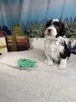 AKC DAISY 🌼, a female Portuguese Water Dog for sale in Franklin, TN – Photo 9 of 10