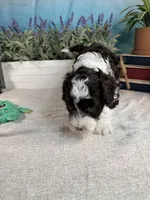 AKC DAISY 🌼, a female Portuguese Water Dog for sale in Franklin, TN – Photo 5 of 10