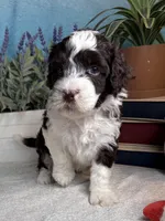 AKC DAISY 🌼, a female Portuguese Water Dog for sale in Franklin, TN – Photo 2 of 10