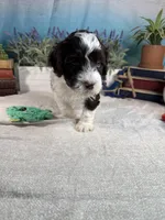 AKC DAISY 🌼, a female Portuguese Water Dog for sale in Franklin, TN – Photo 6 of 10