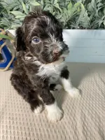 AKC Grady, a male Portuguese Water Dog for sale in Franklin, TN – Photo 4 of 7