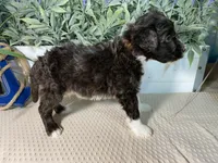 AKC Grady, a male Portuguese Water Dog for sale in Franklin, TN – Photo 2 of 7