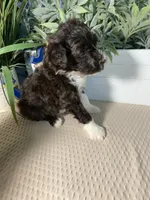 AKC Grady, a male Portuguese Water Dog for sale in Franklin, TN – Photo 7 of 7