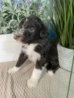AKC Grady, a male Portuguese Water Dog for sale in Franklin, TN – Photo 1 of 7