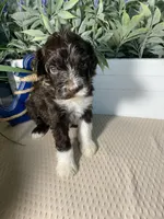 AKC Grady, a male Portuguese Water Dog for sale in Franklin, TN – Photo 5 of 7