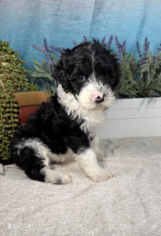 AKC KINGSTON 👑 – Portuguese Water Dog puppy for sale in Franklin, TN