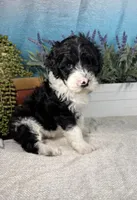 AKC KINGSTON 👑, a male Portuguese Water Dog for sale in Franklin, TN – Photo 1 of 10