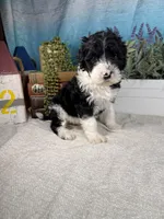 AKC KINGSTON 👑, a male Portuguese Water Dog for sale in Franklin, TN – Photo 8 of 10