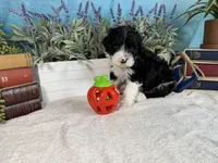 AKC KINGSTON 👑, a male Portuguese Water Dog for sale in Franklin, TN – Photo 9 of 10