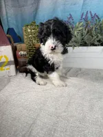 AKC KINGSTON 👑, a male Portuguese Water Dog for sale in Franklin, TN – Photo 6 of 10