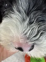 AKC KINGSTON 👑, a male Portuguese Water Dog for sale in Franklin, TN – Photo 10 of 10