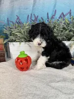 AKC KINGSTON 👑, a male Portuguese Water Dog for sale in Franklin, TN – Photo 3 of 10
