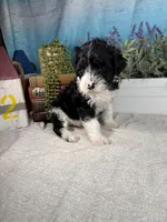 AKC KINGSTON 👑, a male Portuguese Water Dog for sale in Franklin, TN – Photo 7 of 10