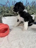 AKC KINGSTON 👑, a male Portuguese Water Dog for sale in Franklin, TN – Photo 5 of 10