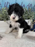 AKC KINGSTON 👑, a male Portuguese Water Dog for sale in Franklin, TN – Photo 2 of 10