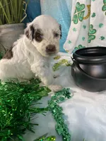 🍀AKC PATRICK🍀, a male Portuguese Water Dog for sale in Franklin, TN – Photo 6 of 10