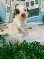 🍀AKC PATRICK🍀, a male Portuguese Water Dog for sale in Franklin, TN – Photo 2 of 10