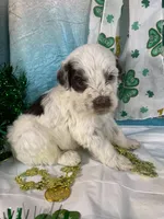 🍀AKC PATRICK🍀, a male Portuguese Water Dog for sale in Franklin, TN – Photo 8 of 10
