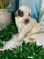 🍀AKC PATRICK🍀, a male Portuguese Water Dog for sale in Franklin, TN – Photo 7 of 10