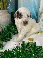 🍀AKC PATRICK🍀, a male Portuguese Water Dog for sale in Franklin, TN – Photo 10 of 10