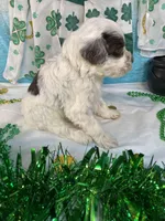 🍀AKC PATRICK🍀, a male Portuguese Water Dog for sale in Franklin, TN – Photo 5 of 10