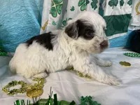 🍀AKC PATRICK🍀, a male Portuguese Water Dog for sale in Franklin, TN – Photo 4 of 10