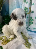 🍀AKC PATRICK🍀, a male Portuguese Water Dog for sale in Franklin, TN – Photo 1 of 10