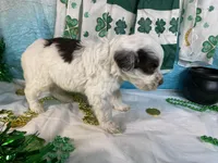 🍀AKC PATRICK🍀, a male Portuguese Water Dog for sale in Franklin, TN – Photo 9 of 10