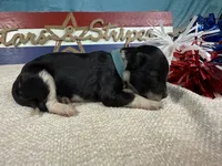 AKC Blaze 🔥, a male Portuguese Water Dog for sale in Franklin, TN – 3 of 6