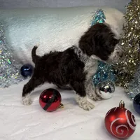 AKC CoCoa 🎄, a female Portuguese Water Dog for sale in Franklin, TN – Photo 5 of 8