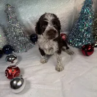 AKC CoCoa 🎄, a female Portuguese Water Dog for sale in Franklin, TN – Photo 4 of 8