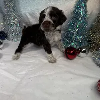 AKC CoCoa 🎄, a female Portuguese Water Dog for sale in Franklin, TN – Photo 8 of 8