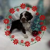 AKC CoCoa 🎄, a female Portuguese Water Dog for sale in Franklin, TN – Photo 1 of 8
