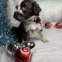 AKC CoCoa 🎄, a female Portuguese Water Dog for sale in Franklin, TN – Photo 3 of 8