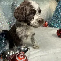 AKC CoCoa 🎄, a female Portuguese Water Dog for sale in Franklin, TN – Photo 2 of 8