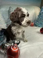 processed/58d2e4b3-e2a1-4ec4-b1e7-ae810338d2cb/listing/26bacb17-5a31-416c-9f98-9666231ad0ef/afc1f439-9a38-4e6e-aa39-8cbf1ab3101a