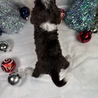 AKC CoCoa 🎄, a female Portuguese Water Dog for sale in Franklin, TN – Photo 6 of 8