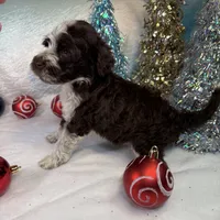 AKC CoCoa 🎄, a female Portuguese Water Dog for sale in Franklin, TN – Photo 7 of 8
