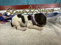 AKC Rocket 🚀, a male Portuguese Water Dog for sale in Franklin, TN – 3 of 5