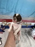 AKC Rocket 🚀, a male Portuguese Water Dog for sale in Franklin, TN – 5 of 5