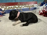 AKC Sparkles, a female Portuguese Water Dog for sale in Franklin, TN – 4 of 6