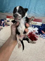 AKC Blaze 🔥, a male Portuguese Water Dog for sale in Franklin, TN – 6 of 6