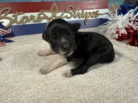 AKC Sparkles, a female Portuguese Water Dog for sale in Franklin, TN – 2 of 6