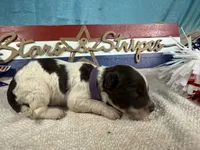 AKC Rocket 🚀, a male Portuguese Water Dog for sale in Franklin, TN – 2 of 5