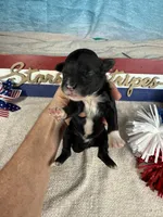 AKC Sammy 🎇, a male Portuguese Water Dog for sale in Franklin, TN – 5 of 5