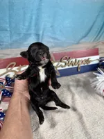 AKC Boomer 🎇, a male Portuguese Water Dog for sale in Franklin, TN – 5 of 5