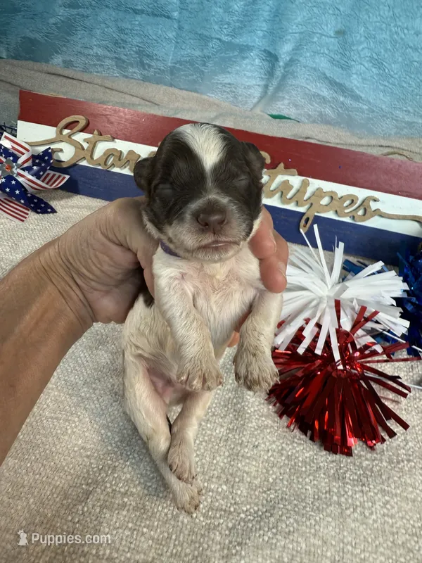 AKC Rocket 🚀 – Portuguese Water Dog puppy for sale in Franklin, TN