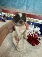 AKC Rocket 🚀, a male Portuguese Water Dog for sale in Franklin, TN – 1 of 5